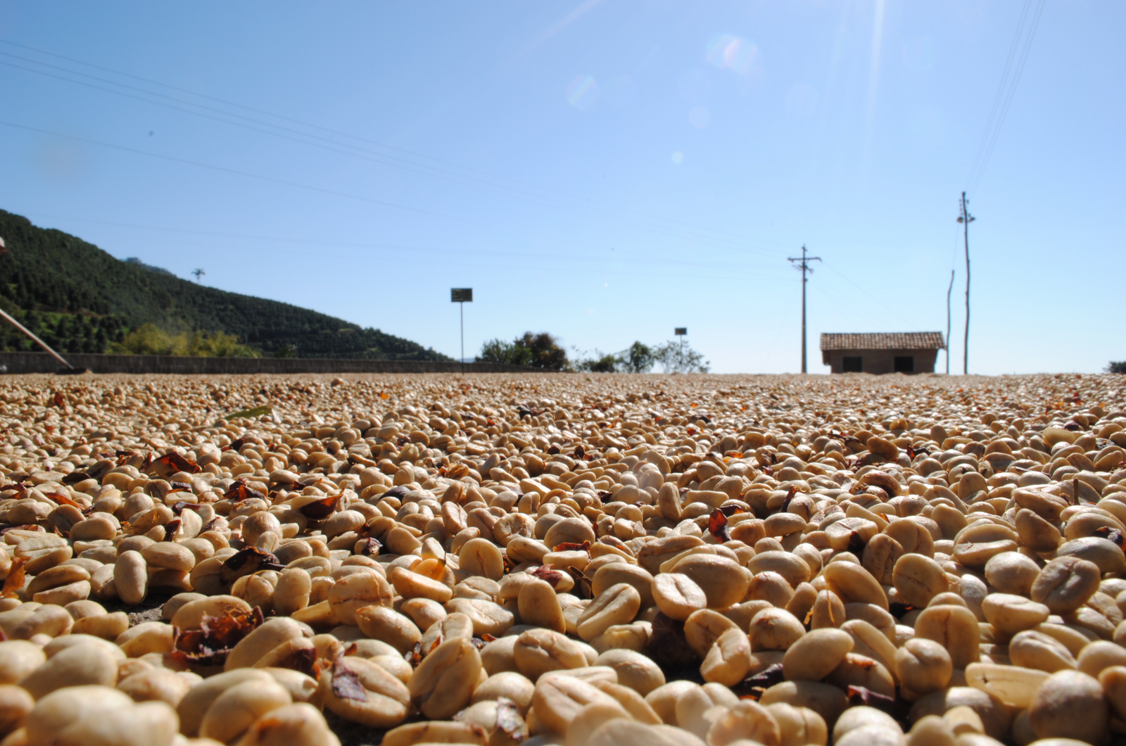 What is the main difference between specialty coffee and mainstream coffee?